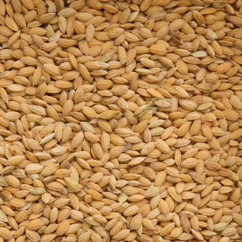 Rijst Paddy 20 kg^Beyers Outlet