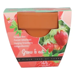 Groeicadeautje Aardbei^Buzzy