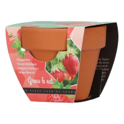 Groeicadeautje Aardbei^Buzzy
