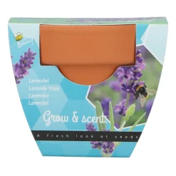 Groeicadeautje Lavendel Kweken En Zaden