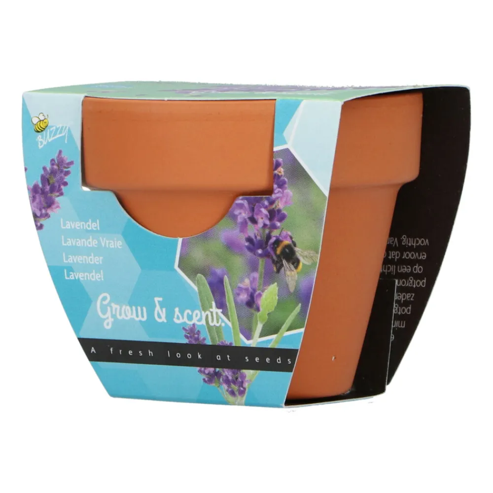 Groeicadeautje Lavendel Kweken En Zaden