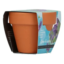 Groeicadeautje Lavendel Kweken En Zaden