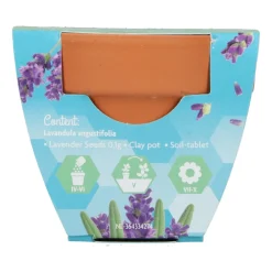 Groeicadeautje Lavendel Kweken En Zaden