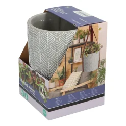 Best House Plants Hangende Plantpot met Coleus zaden Kweken En Zaden