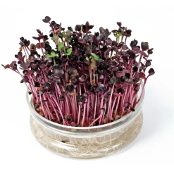 New Kweekset Glazen Bowl met Rucola Biologisch Kweken En Zaden