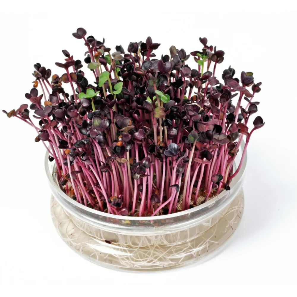 New Kweekset Glazen Bowl met Rucola Biologisch Kweken En Zaden