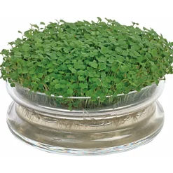 New Kweekset Glazen Bowl met Rucola Biologisch Kweken En Zaden