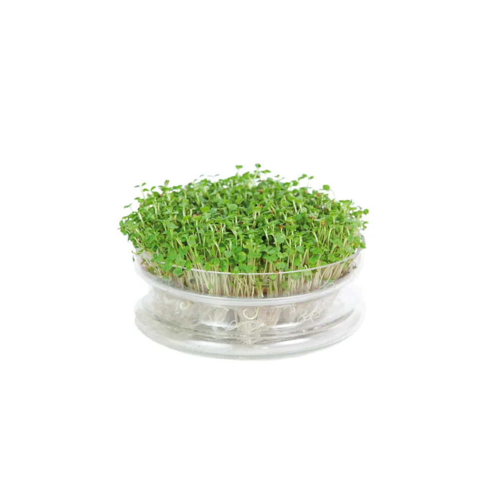 New Kweekset Glazen Bowl met Rucola Biologisch Kweken En Zaden