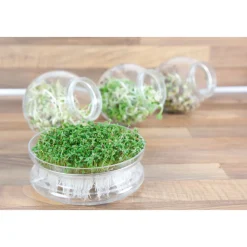 New Kweekset Glazen Bowl met Rucola Biologisch Kweken En Zaden