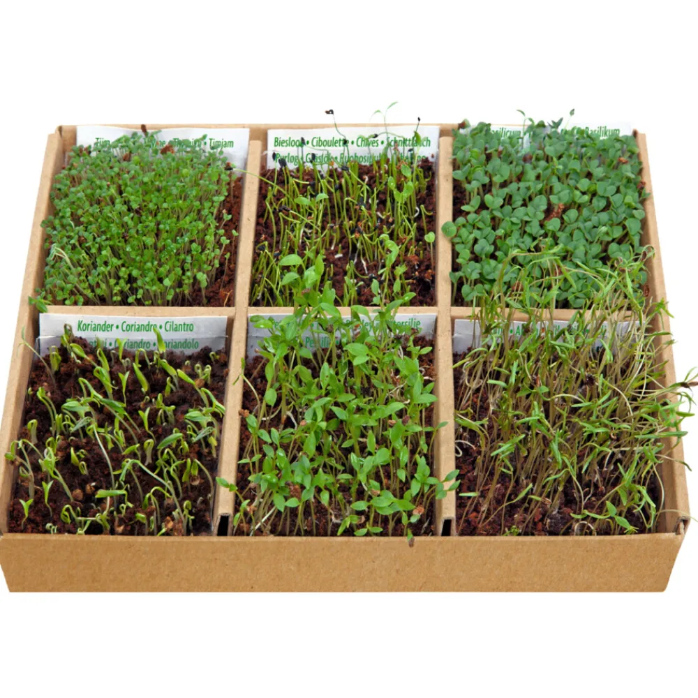 Online Starterskit Kweekset Culinary Edible Flowers Kweken En Zaden