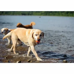 Speelgoed<Chuckit Ultra Ball ø 6 cm 2 stuks