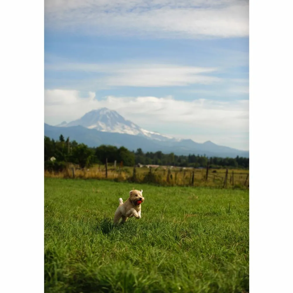 Speelgoed<Chuckit Ultra Ball ø 6 cm 2 stuks