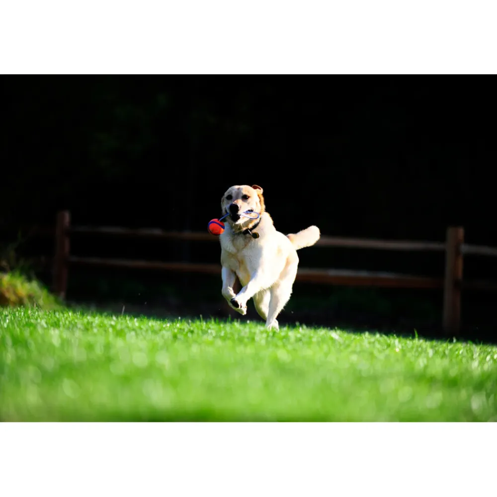 Ultra Tug Large ø 7 cm^Chuckit Best