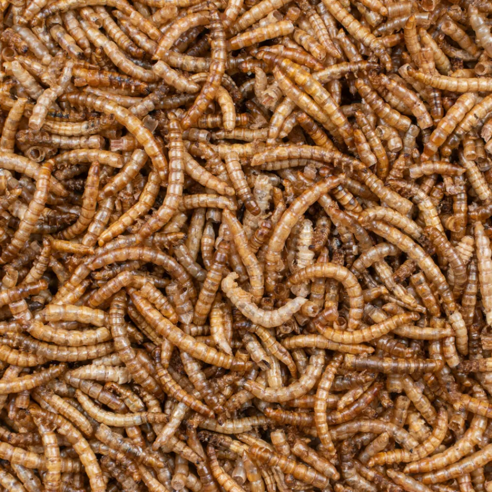 Greenline Meelwormen 200 gr^Deli Nature Sale