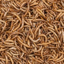 Greenline Meelwormen 700 gr^Deli Nature New