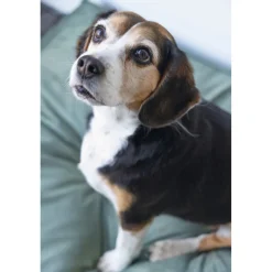 Manden & Dekens<Designed by Lotte Ligkussen Fluweel Nalino Groen 100 x 70 x 15 cm