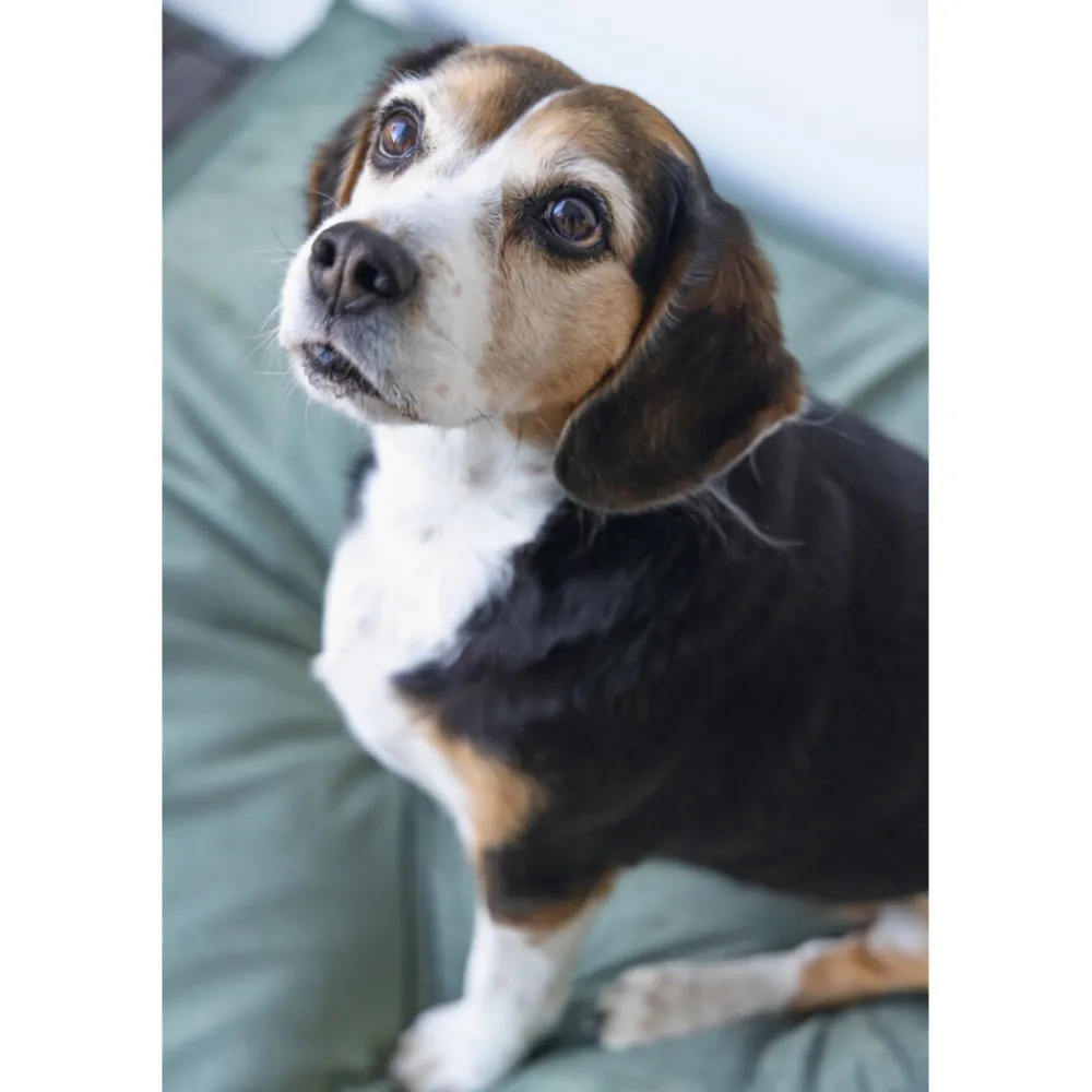 Manden & Dekens<Designed by Lotte Ligkussen Fluweel Nalino Groen 100 x 70 x 15 cm