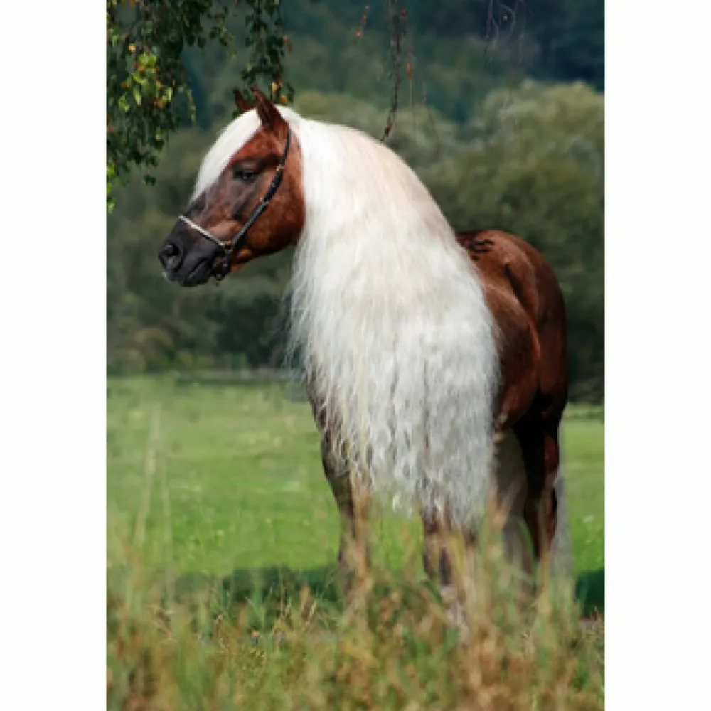 Sale Hi Gloss Spray 250 ml Paard