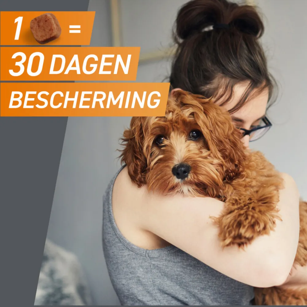 Hond M 4-10 kg 3 tabletten^Frontpro New