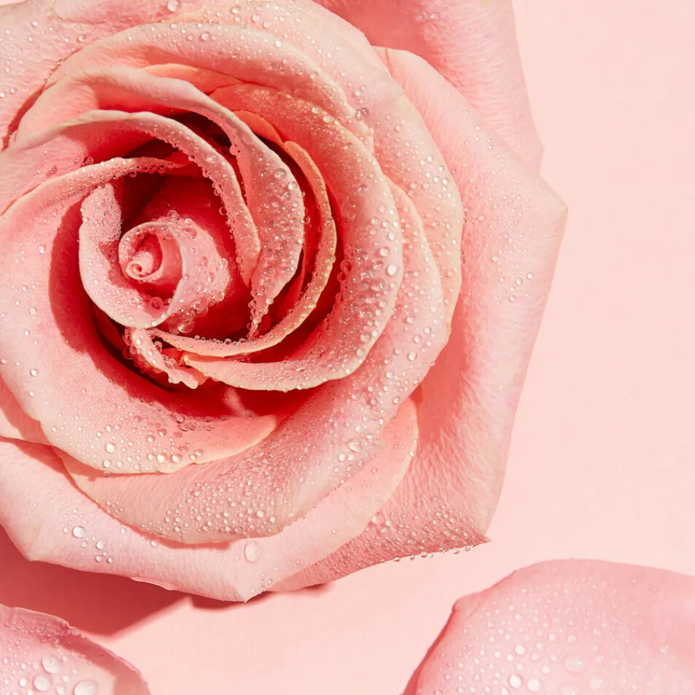 Make-Up Remover|Reiniging<Garnier SkinActive Rozenwater Micellair Reinigingswater 400 ml