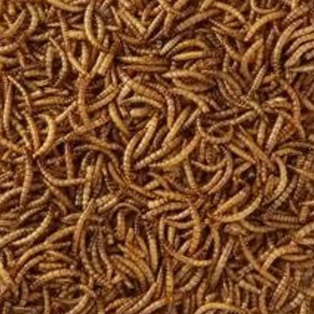 Meelwormen 1 kg^HobbyFirst Clearance