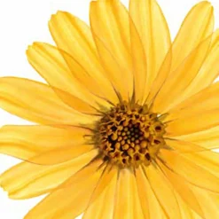 Hot Badkristallen Arnica Active 600 gr Bad & Douche|Bad & Douche