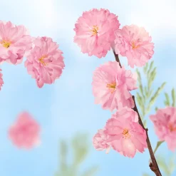 Badkristallen Favourite Time Cherry Blossom 600 gr^Kneipp Discount