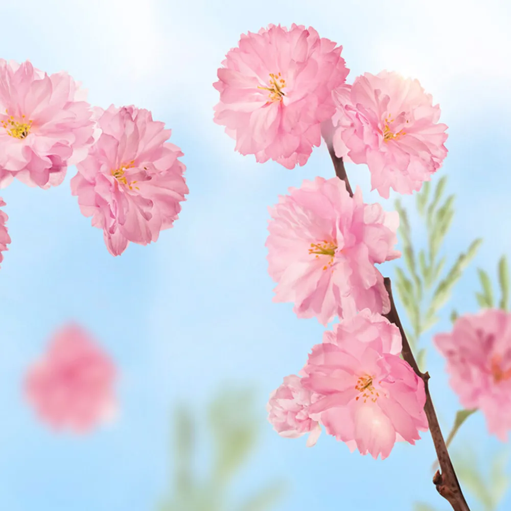 Badkristallen Favourite Time Cherry Blossom 600 gr^Kneipp Discount