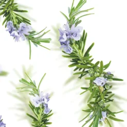 Badolie New Energy Rozemarijn 100 ml^Kneipp Hot