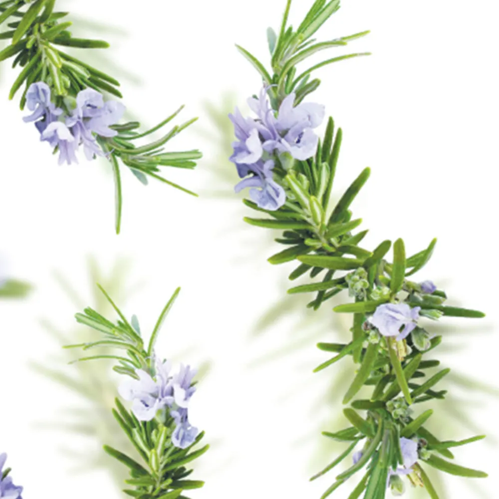 Badolie New Energy Rozemarijn 100 ml^Kneipp Hot