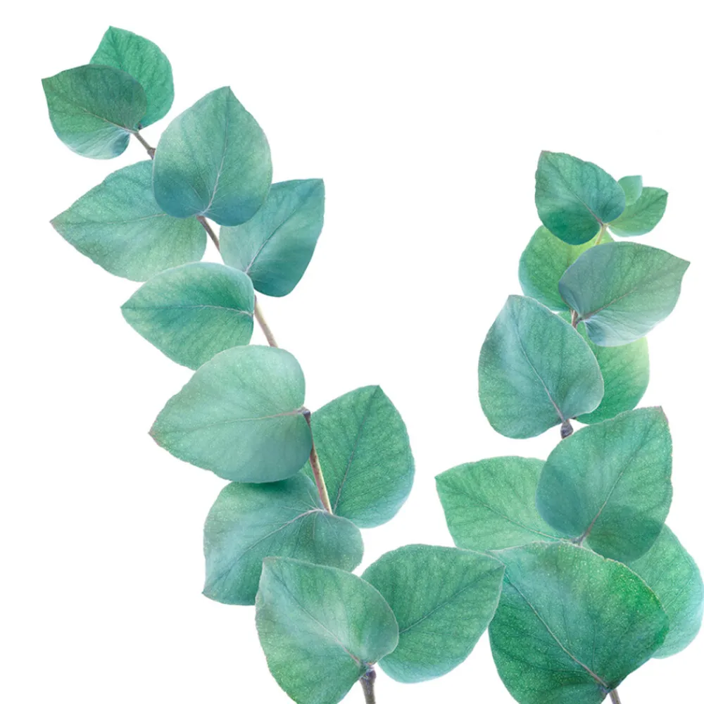 Badolie Refreshing Eucalyptus 100 ml^Kneipp Hot