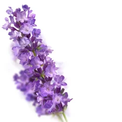 Outlet Badolie Relaxing Lavendel 100 ml Bad & Douche|Bad & Douche