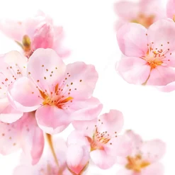 Discount Badolie Soft Skin AmandelbloesemDe heerlijk geurende ® Badolie Soft Skin, biedt je huid de optimale combinatie van actieve bescherming en voelbare verzorging. Met 94% zuivere amandelolie zorgt de badolie voor het behoud van de natuurlijke huidbarrière en voelt de huid weer zacht en soepel aan.Dermatologisch getestNiet parfumvrijPH NeutraalProefdiervrijVeganGeschikt voor de droge en/of gevoelige huid Gevarenaanduidingen Ontvlambaar Milieugevaarlijk Zeer licht ontvlambaar gas. Zeer licht ontvlambare aerosol. Zeer licht ontvlambare vloeistof en damp. Licht ontvlambare vloeistof en damp. Ontvlambare vaste stof. Ontvlambare aerosol. Ontvlambare vloeistof en damp. Zeer giftig voor in het water levende organismen. Zeer giftig voor in het water levende organismen, met langdurige gevolgen. Giftig voor in het water levende organismen, met langdurige gevolgen. Aanvullende informatie Hoe te gebruiken?Schroefdopje 1 keer vullen en badolie toevoegen aan het water (36-38ºC). Duur van het bad: 15-20 min. Dopje omspoelen.Cosmeticaproduct. Niet voor inwendig gebruik. Buiten het bereik van kinderen houden. Waarschuwing: Bad na het baden reinigen (voorkomt uitglijden). Restanten van de badolie verwijderen met warm water en vetoplossend schoonmaakmiddel. Ingrediënten Prunus Amygdalus Dulcis (Sweet Almond) Oil, Parfum (Fragrance), Benzyl Benzoate,PEG-40 Sorbitan Peroleate, Prunus Amygdalus Dulcis (Sweet Almond) Flower Extract, Amyris Balsamifera Bark Oil, Pogostemon Cablin Oil, Bulnesia Sarmientoi Extract (Guaiacwood Oil), Limonene, Linalool, Coumarin, Alpha-Isomethyl Ionone, Geraniol, Citral, Cinnamyl Alcohol, Citronellol, Helianthus Annuus Hybrid Oil, Tocopherol. Fabrikant informatie Merk: Ean: 4008233069012 Artikel: 043-102 Fabrikant gegevens: Adres: Vliegend Hertlaan 49 3526 KT Utrecht Nederland Contactgegevens: Tel: 030 281 3300 Email: [email protected] Website: https://www..com Reviews Schrijf jouw review Hoe controleren en plaatsen wij reviews? Plein plaatst enkel reviews van klanten en personen die het product daadwerkelijk gebruikt hebben, ook wanneer deze negatief of neutraal is. Voordat de review geplaatst wordt controleren we handmatig of deze écht is en voldoet aan onze reviewvoorwaarden. Wanneer het product op Plein gekocht is vermelden we dat bij de review. Plein betaalt niet voor reviews, wanneer een reviewer door een andere partij is vergoed staat dit erbij vermeld. Door Elien op 1 september 2022 | Heeft dit product gekocht Verrukkelijke badolie met heerlijke geur en lekkere olie geen Super lekkere badolie Oorspronkelijk geplaatst op plein.nl Door Lydia Maria op 13 mei 2020 | Heeft dit product gekocht Deze review is geschreven bij product Badolie New Energy Rozemarijn 100 ml Zalig badmoment met deze olie Lekker genieten Heerlijke geur Super zacht en voedend voor de huid Mag ietsje beterkoop daar je in verhouding meer verbruikt dan badcreme of badschuim Heerlijk relaxen en tegelijk je huid laten verwennen met deze badolie van Oorspronkelijk geplaatst op plein.nl Door Morvenna op 17 december 2014 | Heeft dit product gekocht Deze review is geschreven bij product Badolie Relaxing Lavendel 100 ml Lekkere badolie, vooral in de winter als het koud is, kan je heerlijk ontspannen. Al een paar jaar mijn favoriet. Oorspronkelijk geplaatst op plein.nl Door Els op 11 december 2014 | Heeft dit product gekocht Deze review is geschreven bij product Badolie Refreshing Eucalyptus 100 ml Heerlijk na een week drukte Frisse geur Lichaam en geest komen tot rust erg lekkere badolie. Als ik het een weekje druk gehad heb kan ik altijd heerlijk relaxen door de frisse geur. Echt een aanrader Oorspronkelijk geplaatst op plein.nl Bekijk alle reviews Badolie Soft Skin Amandelbloesem 100 ml Bad & Douche