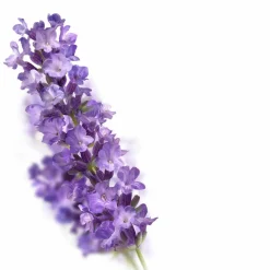 Hot Caring Huidolie Lavendel 100 ml Bad & Douche|Huidverzorging