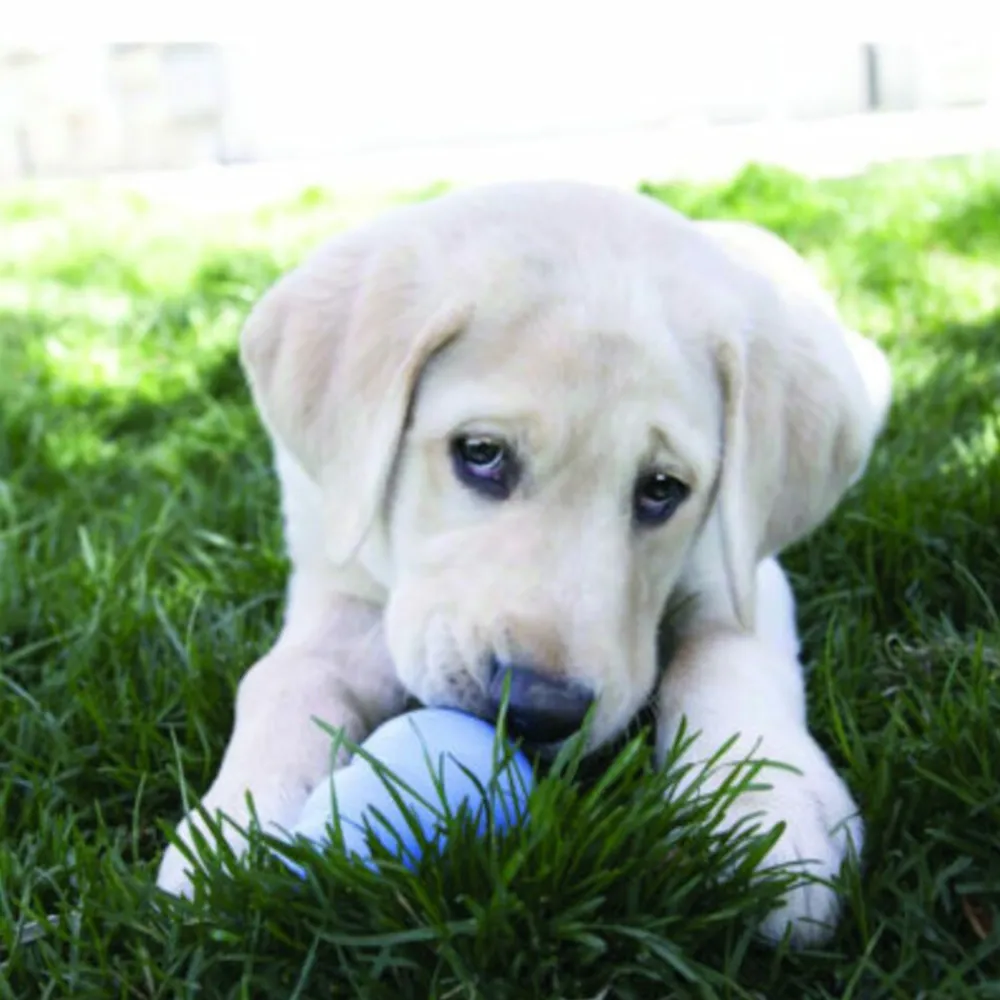 Clearance Snacks Puppy Kip - Rijst L Snacks