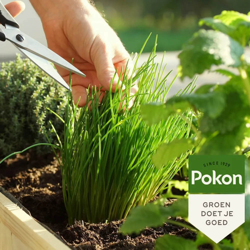 Grond En Bemesting<Pokon Bio Kruiden Mest 1 kg