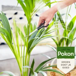 Grond En Bemesting<Pokon Bio Palm Voeding 250 ml