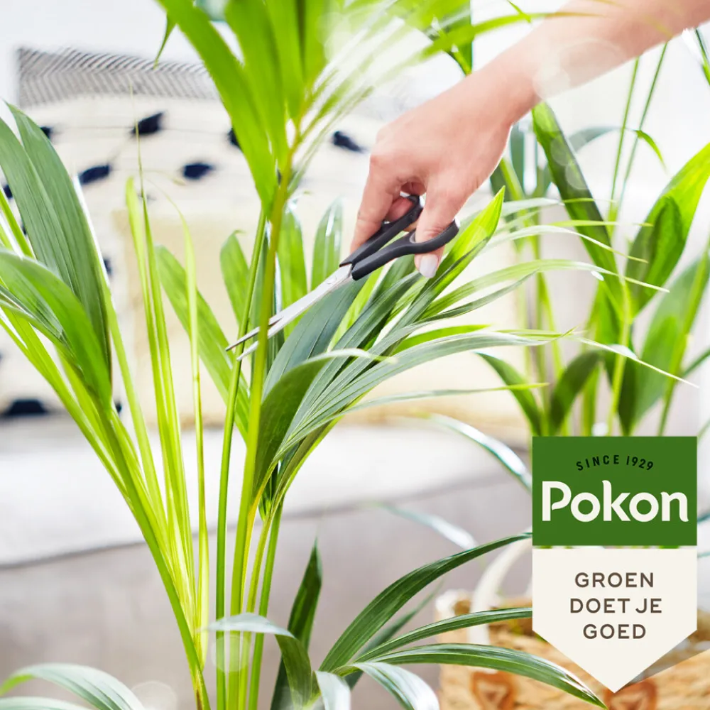 Grond En Bemesting<Pokon Bio Palm Voeding 250 ml