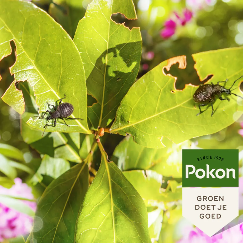 Bio Tegen Insecten en Kevers 20 liter^Pokon Best