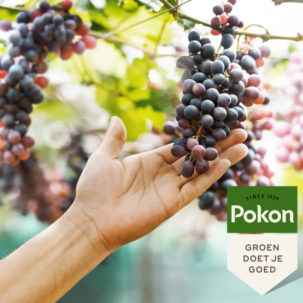 Grond En Bemesting<Pokon Druiven Mest 1 kg