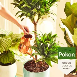 Grond En Bemesting|Alles Voor Kamerplanten<Pokon Kokos Potgrond Kamerplanten Compact 10 liter