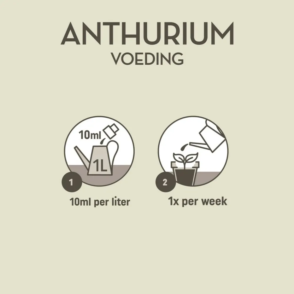 Planten Voeding Anthurium 500 ml^Pokon Clearance