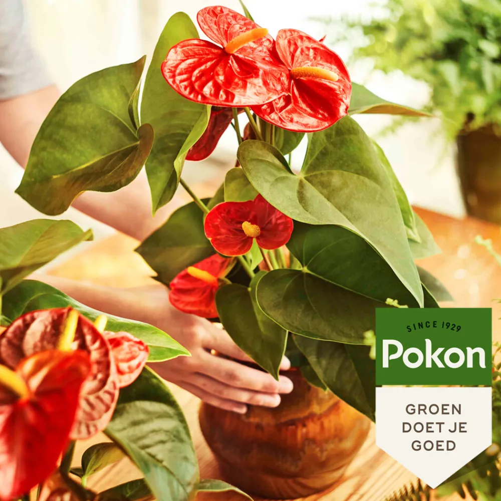 Planten Voeding Anthurium 500 ml^Pokon Clearance