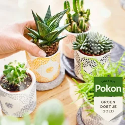 Planten Voeding Cactus en Vetplant 250 ml^Pokon Clearance