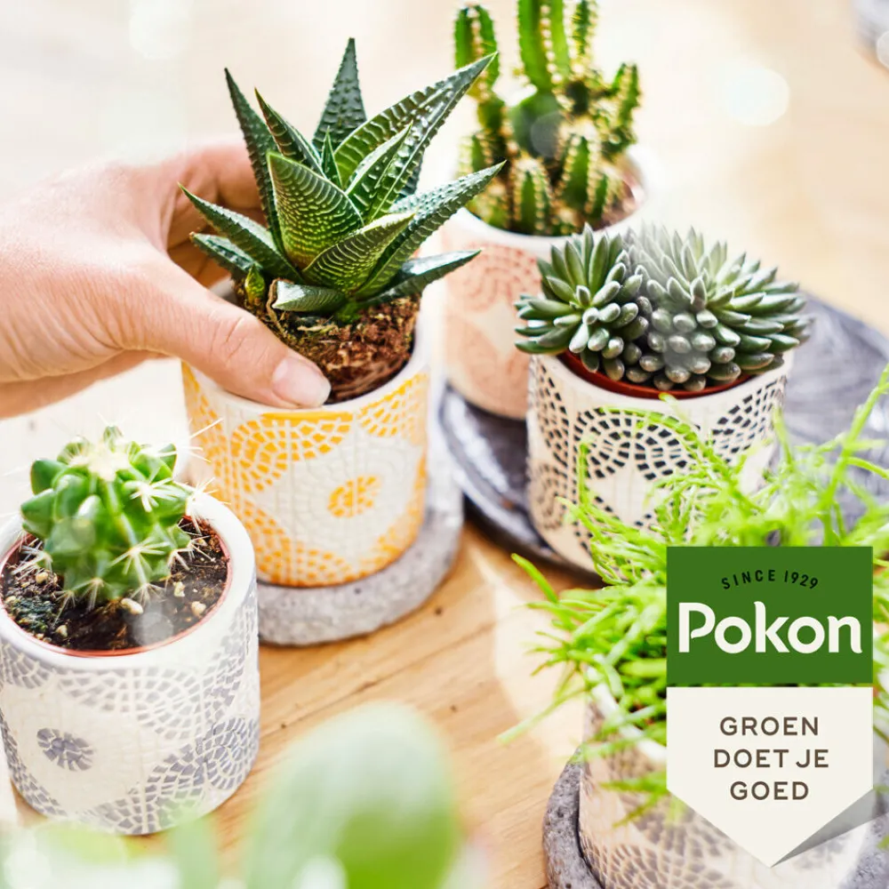 Planten Voeding Cactus en Vetplant 250 ml^Pokon Clearance