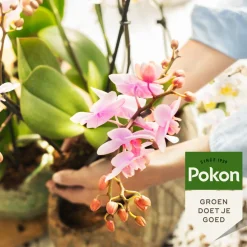 Planten Voeding Orchidee 500 ml^Pokon Clearance