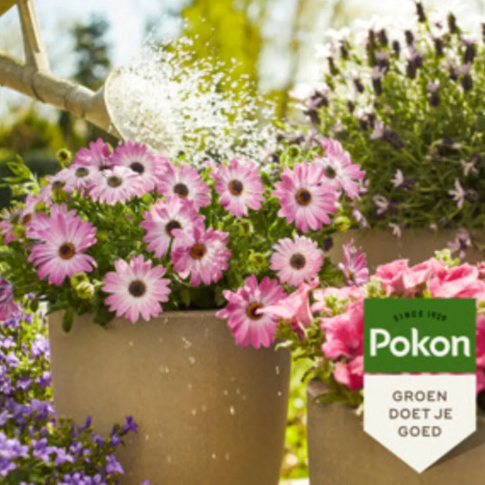 Plantenvoeding Terras & Balkon 500 ml^Pokon Outlet