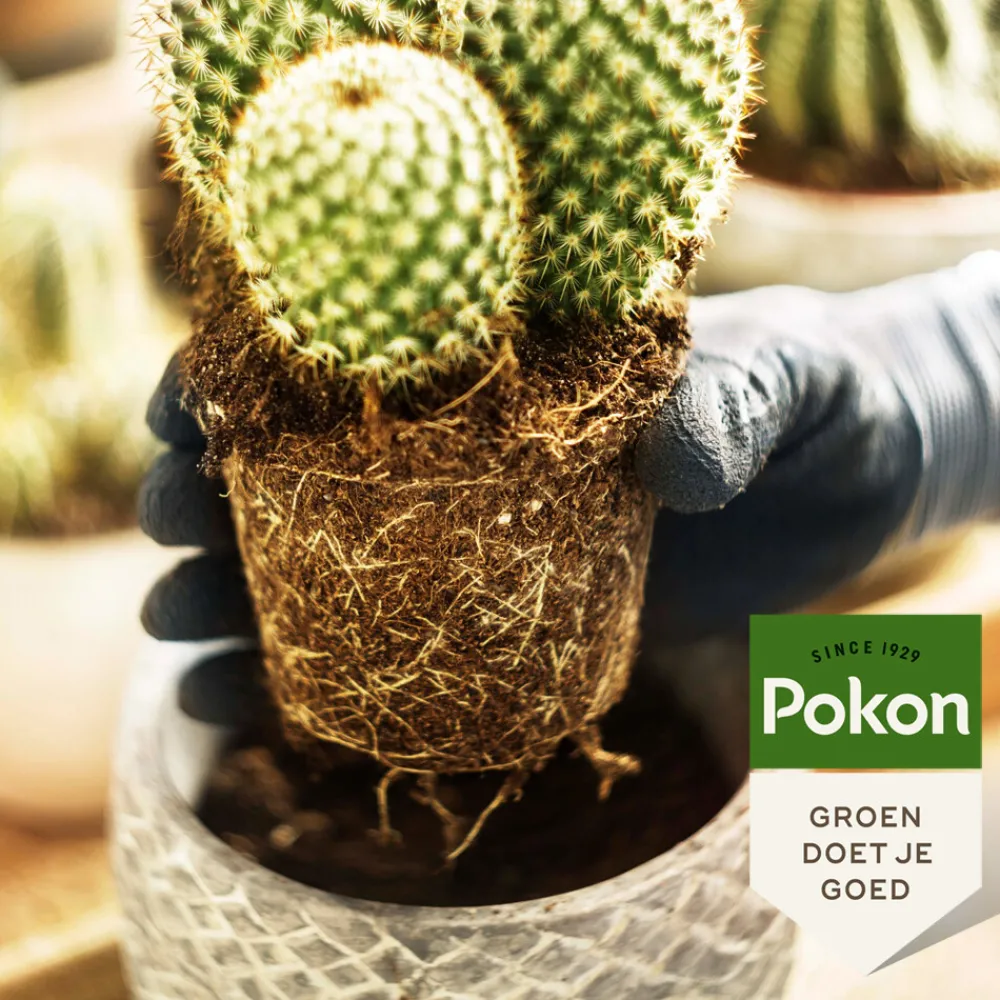 RHP Potgrond Cactus 5 liter^Pokon
