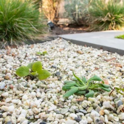 Tegen Onkruid Concentraat 450 ml^Pokon New