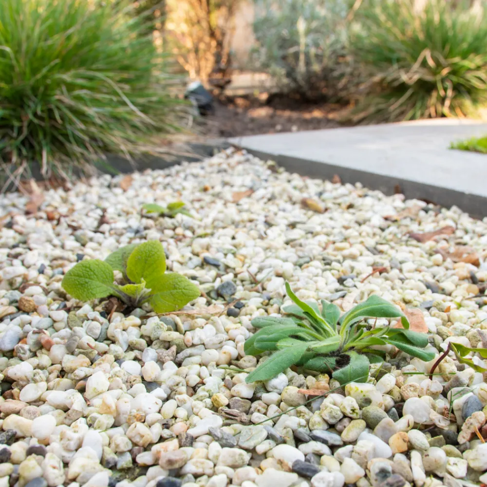 Tegen Onkruid Concentraat 450 ml^Pokon New